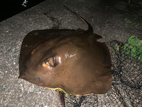 アカエイの釣果