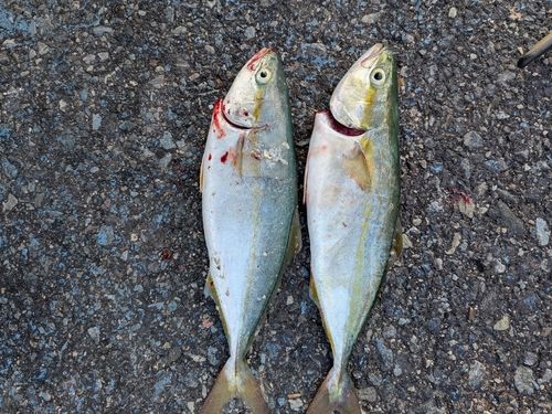 ツバスの釣果