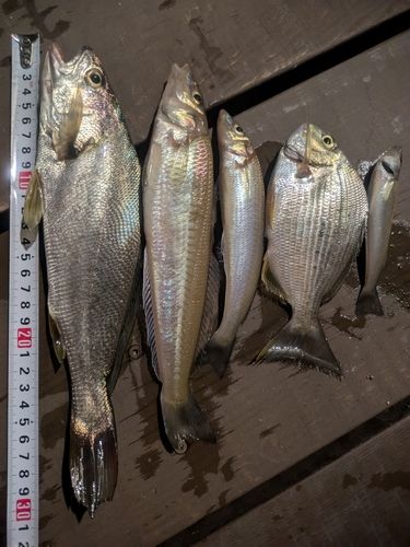 キスの釣果