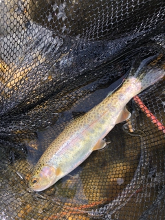 ニジマスの釣果