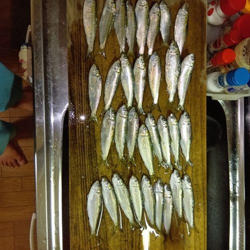 サッパの釣果