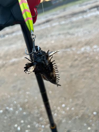 オニオコゼの釣果