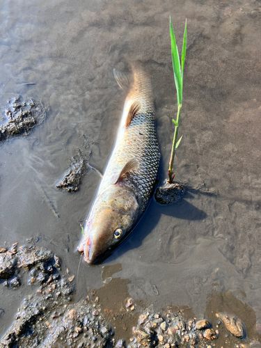 ニゴイの釣果