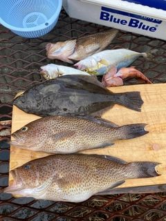 オオモンハタの釣果