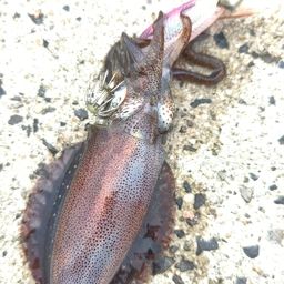 アジ