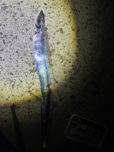 タチウオの釣果