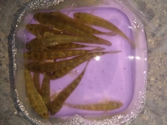 マハゼの釣果