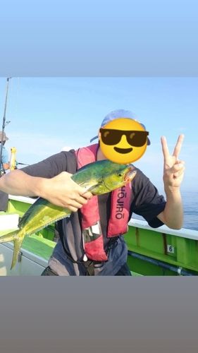 シイラの釣果