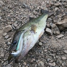 ブラックバス