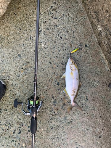 ショゴの釣果