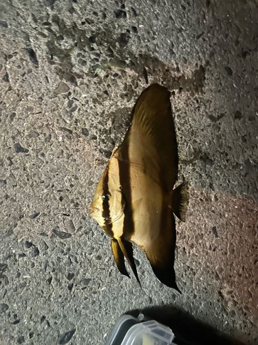 ツバメウオの釣果