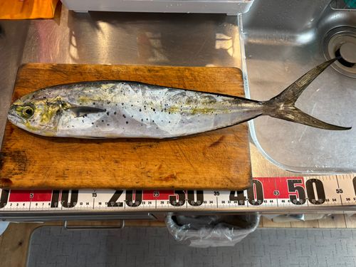 シイラの釣果