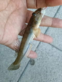 マハゼの釣果