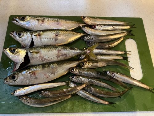 サバの釣果