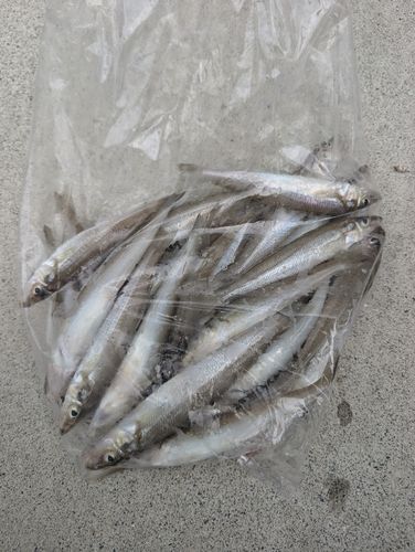シロギスの釣果