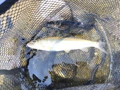 アユの釣果