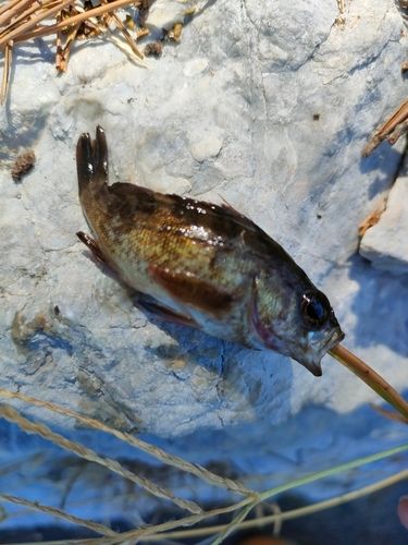 サッパの釣果