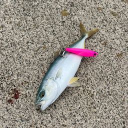 ワカシ