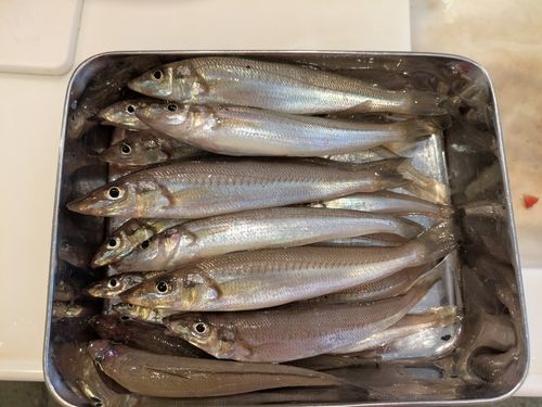 シロギスの釣果