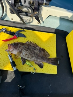 オオモンハタの釣果