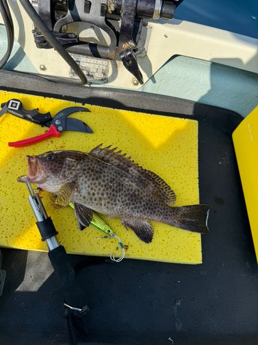オオモンハタの釣果