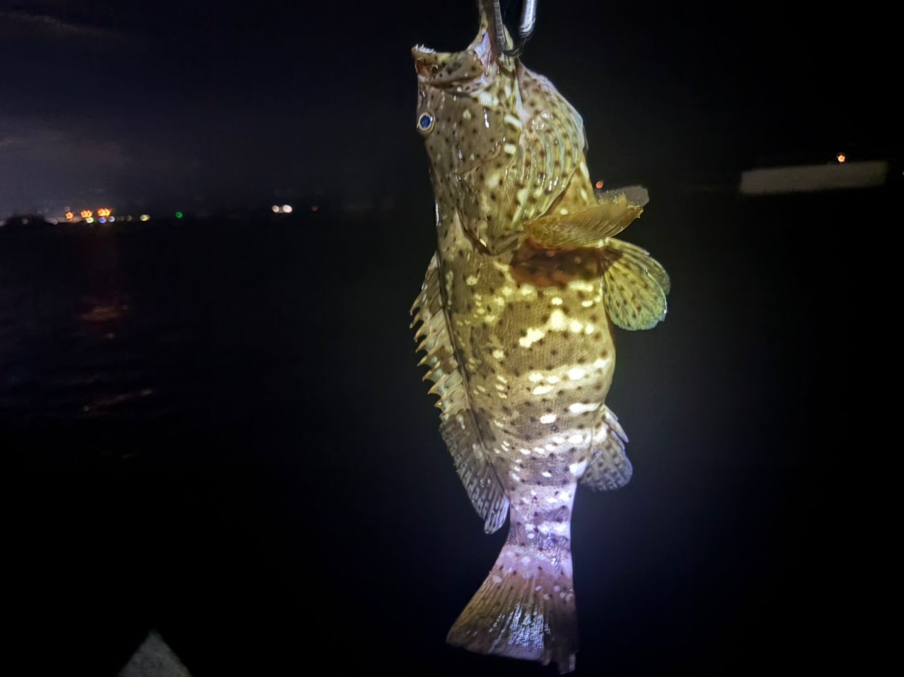 チャイロマルハタ