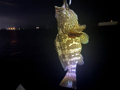 チャイロマルハタの釣果