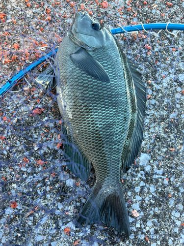 メジナの釣果