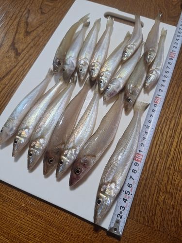 キスの釣果
