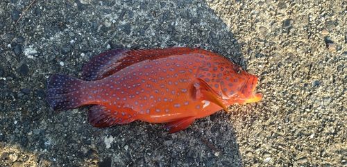 ユカタハタの釣果