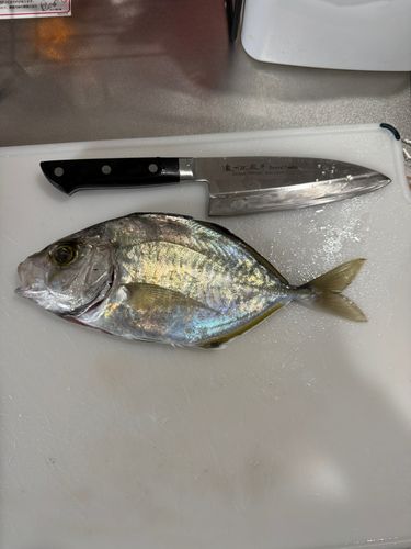 カイワリの釣果
