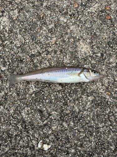 キスの釣果
