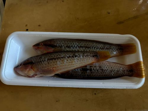 キュウセンの釣果