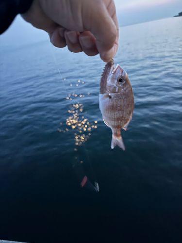 チャリコの釣果