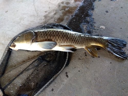 コイの釣果