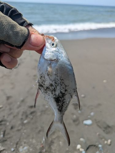 コバンアジの釣果
