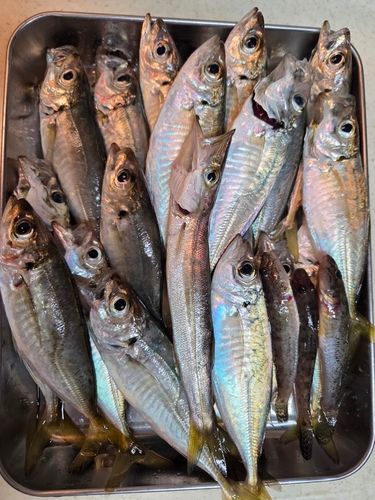 アジの釣果