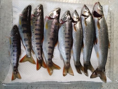 ヤマメの釣果