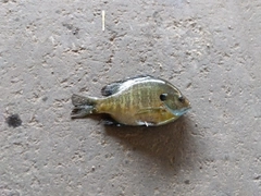 ブルーギルの釣果