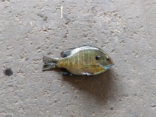 ブルーギルの釣果