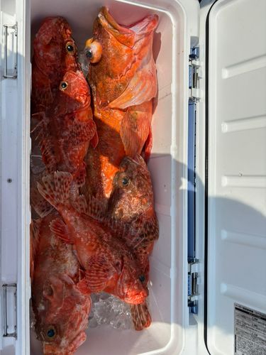 オニカサゴの釣果