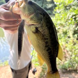 ラージマウスバス