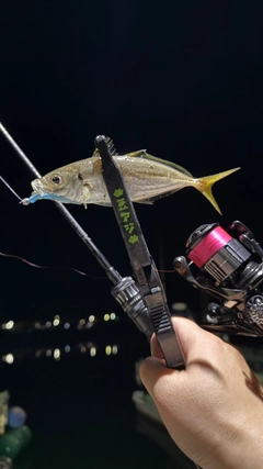 マアジの釣果