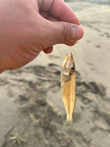 キスの釣果