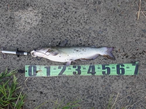 アメリカナマズの釣果
