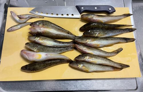 マハゼの釣果