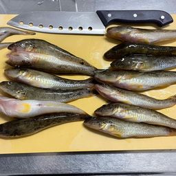 マハゼ