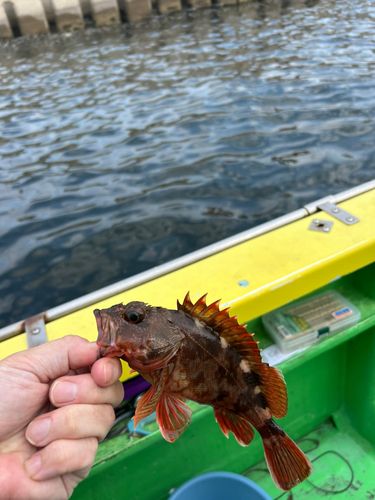 カサゴの釣果