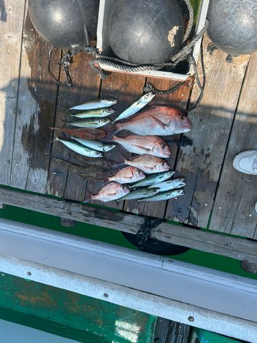 マルアジの釣果