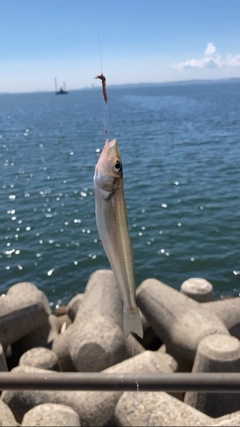 キスの釣果